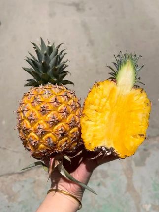 凤梨界的“顶流” 自带芒果味的凤梨 你吃过嘛! 爆汁爆甜还有芒果味哦! #芒果凤梨 #凤梨 #新品种水果 #热带水果 #测评