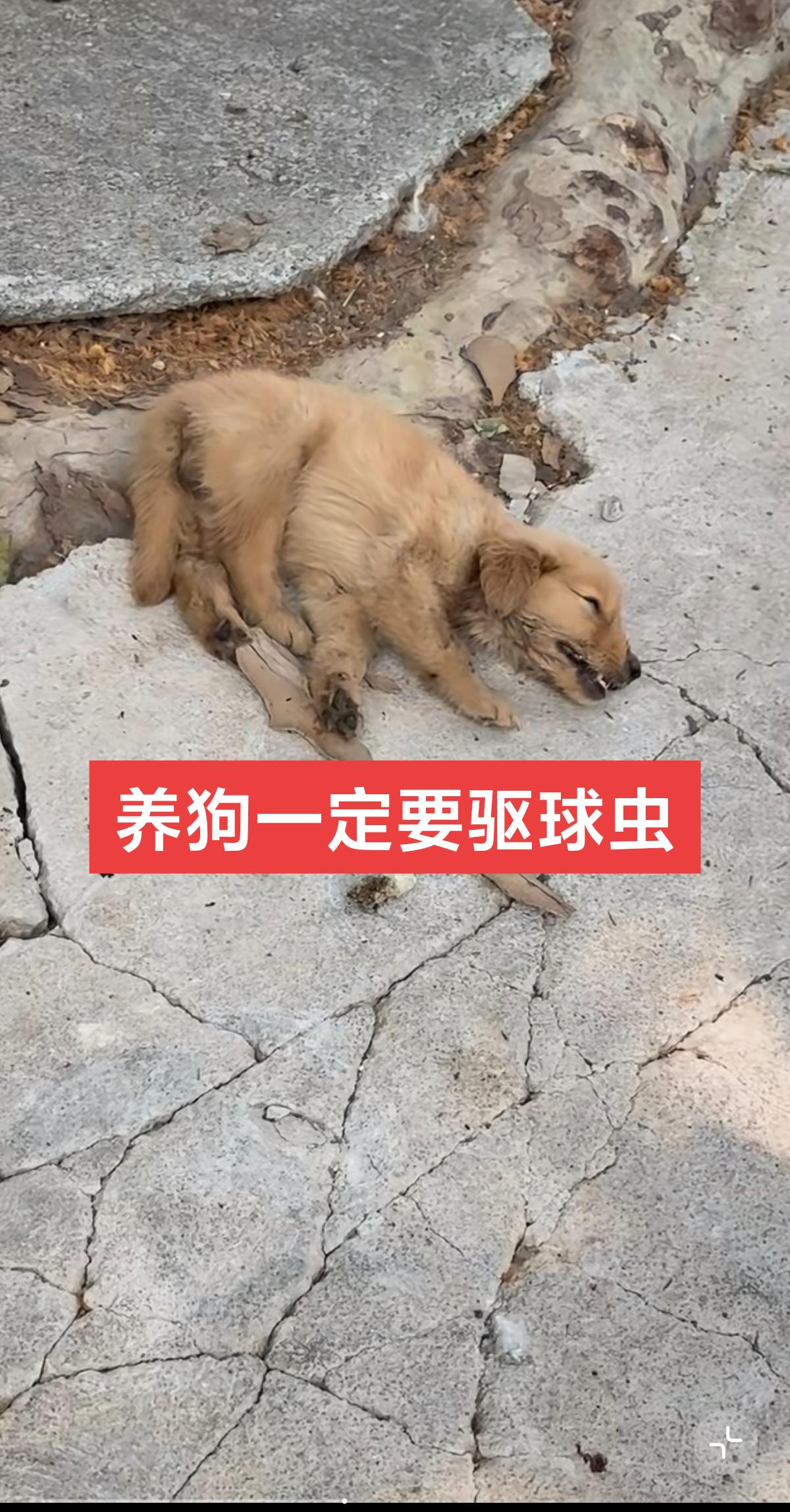养狗一定一定要驱球虫。#养狗人 #爱狗人士 #养狗的乐趣 #我和我的狗 #养狗
