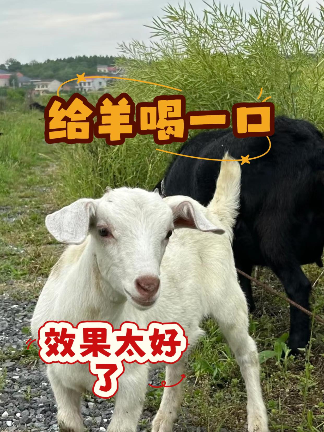 #养羊#牛羊养殖#养殖牛羊#养羊#养牛人