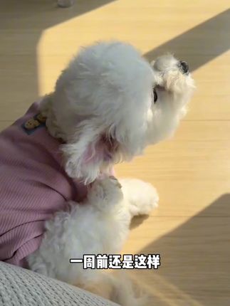 感觉狗狗浑身都特别痒,还每天不停的抓挠自己,这种情况一定要重视起来了#养狗经验分享 #狗狗身上痒