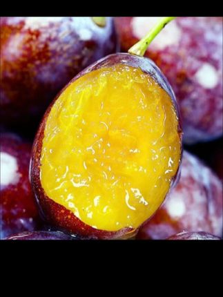 喀什伽师县法兰西西梅 新鲜采摘,# 新鲜水果#水果自由