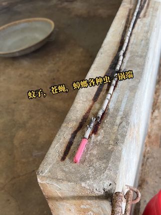 养殖场通用蚊香棒,5分钟后见效,不满意可退货 #养猪人加油干 #养猪人不容易 #自繁自养 #三农 #养猪技术