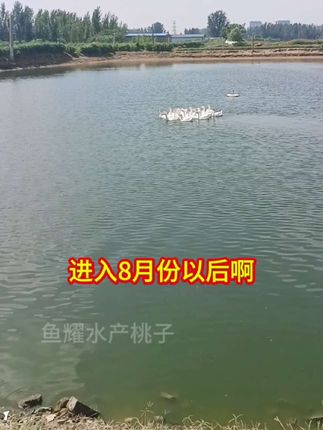 你的池塘水质还好吗?#EM菌#水产养殖#高密度养殖 #三农 #好物推荐🔥