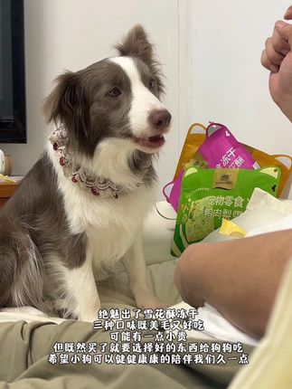 既然买了就要买对狗狗好的零食,绝魅新品雪花酥能美毛又好吃 #绝魅 #宠物零食 #萌宠推荐官 #毛孩子也是孩子 #边牧檀香 @抖音创作灵感
