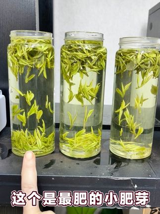 肥肥的安吉高山白茶,这么肥的不多了,要的可以来看看#中秋佳节#安吉高山白茶#安吉原产地兰花香