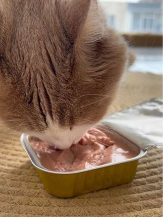 小猫吃得好,才能长得壮哦👍#养猫新手 #流浪猫的日常 #喂养流浪猫 #益顿猫粮#定制猫粮