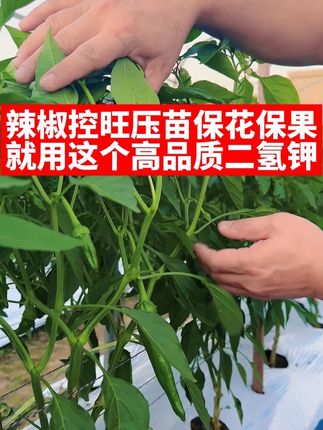 辣椒控旺压苗保花保果,就用这个高品质磷酸二氢钾, 每拍5包配多1瓶1000克流体硼,既可以喷雾也可以灌根#辣椒种植#磷酸二氢钾#控旺增产增收 #保花保果#农业技术推广