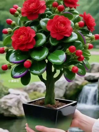 新品碧玉盆栽:青润如玉。叶片浑厚饱满,呈深碧色,光泽莹润似打上一层薄蜡。叶面隐约可见银白斑纹,如云似雾,平添几分清雅神秘。植株紧凑,枝干挺拔,层层叠叠生长,秩序井然又显生机蓬勃。置于案头窗前,绿意盎然,静默中自有一番端庄秀逸之美。#新品碧玉 #碧玉盆栽 #花卉绿植 #爱生活爱养花 #好看的花一定要分享给你