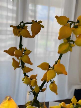 金玉满堂黄金果福禄果室内摆件观赏家用云南鲜花基地#黄金果#视力摆件#金玉满堂黄金果 #黄金果养护