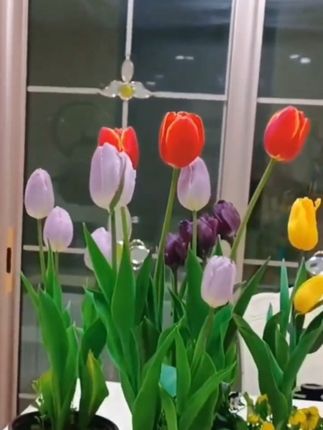 这种放在水里就能开花的种球叫做郁金香,号称花中皇后,水培、土培都能存活,花一开,满屋都能闻到高档香水的味道。关键他花期超长,他冬天冻不死,夏天热不死。郁金香的花语,永恒的爱,代表着一生一世的相守。喜欢的你也养一盆吧!#郁金香种球 #爱生活爱养花#种植乐趣 #阳台种植 #花卉绿植