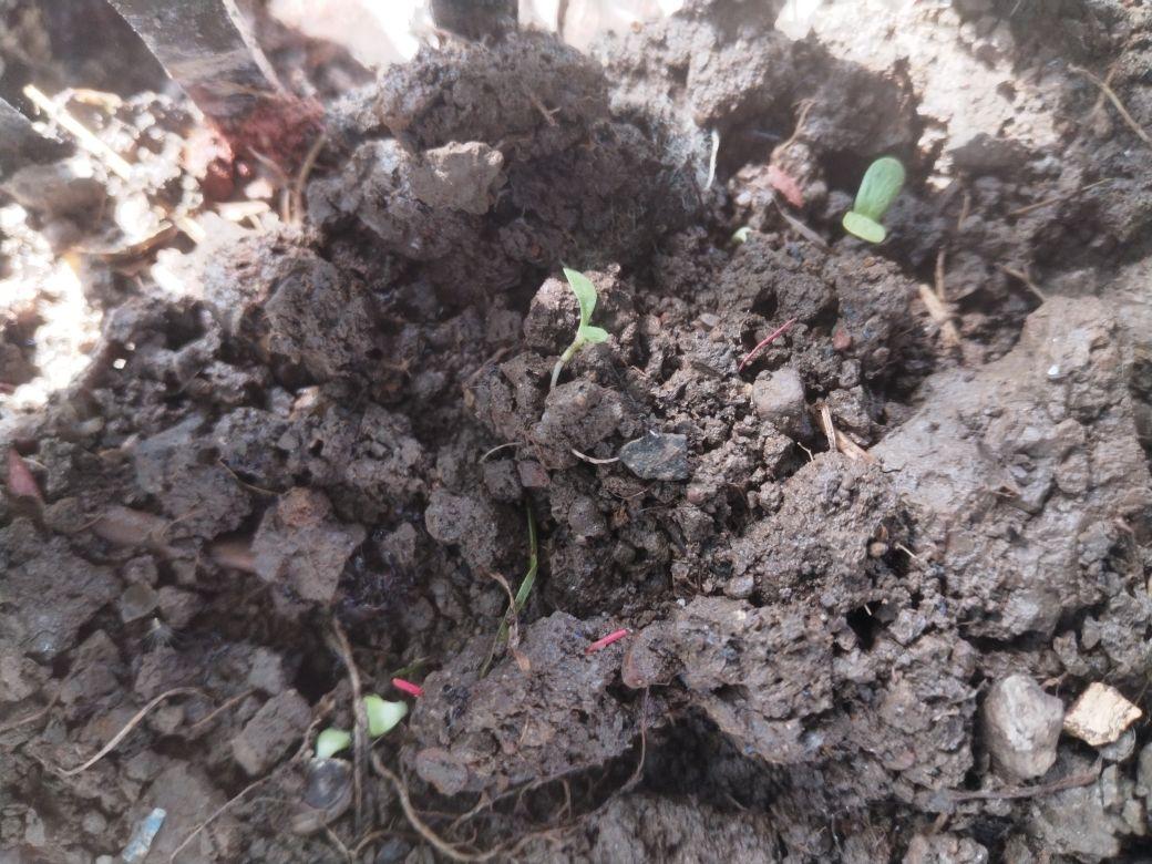 才两天就发芽🌱,值得信赖。再来一包#我在抖音买买买