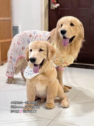 超级适合夏天的四脚凉凉衣 透气不闷热 颜值高防掉毛#金毛 #血统金毛 #萌宠好物 #狗狗衣服 #抖音萌宠