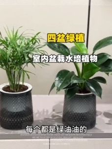 这四盆绿植到手这个价,真的太值了!#花卉绿植 #室内盆栽 #植物 #水培植物 #生活美学
