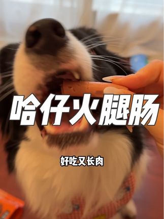 9.9到手20根嘎嘎香的火腿肠!小狗香迷糊啦 #狗零食#宠物火腿肠#边牧椰椰 #养狗好物 #边牧