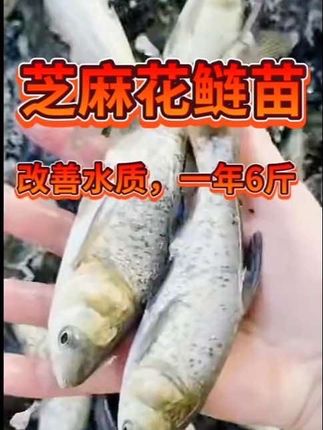 #花鲢鱼苗 #钓鱼人 #水产养殖