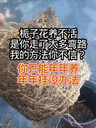 不是栀子花养不活是你方法不对,一招解决栀子花养不活问题#栀子花 #栀子花怎么养 #栀子花洗根