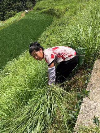 朴实的农村生活日记