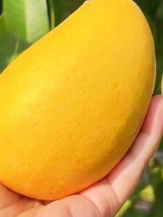 #正宗小台芒果农芒新鲜 10斤当季超甜树上熟热带水果金煌芒大果特产#汁水饱满#鲜甜