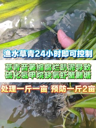 处理硫化氢甲烷缺氧虾蟹翻塘 定期使用真功夫渔水草青避免烂草,黄黑根,防制硫化氢翻塘的理由:1.动植物腐烂的毒素硫化氢甲烷亚盐通通快速分解,2.纯氧化硫硫化细菌原粉不含其它杂菌,3.300亿/克高含量,4.原料包装未稀释价格超低超实惠,5.控制鱼虾蟹损亡泛塘立竿见影!#水产养殖 #鱼虾蟹养殖 #处理硫化氢 #真功夫渔水草青 #氧化硫硫化细菌