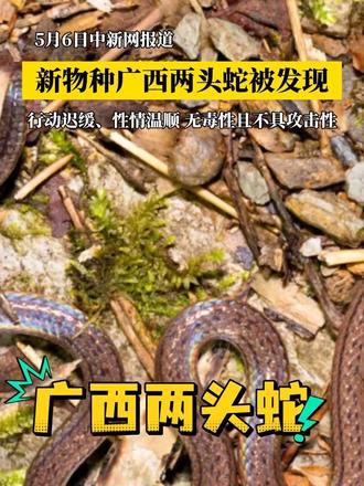 原来两头蛇真的存在#广西dou知道 #蛇的种类大全 #蛇百科 #常见毒蛇种类 #蛇类生存现状