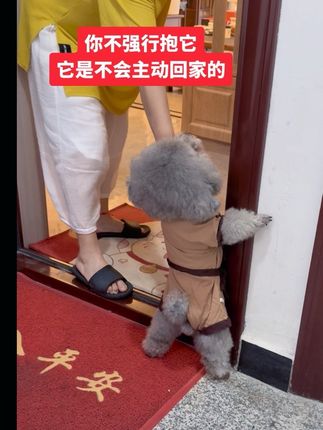 到了门口就卡了,你不抱他,他是不可能主动回家的#贪玩的毛孩子#调皮的毛孩子#狗狗小心眼多得很