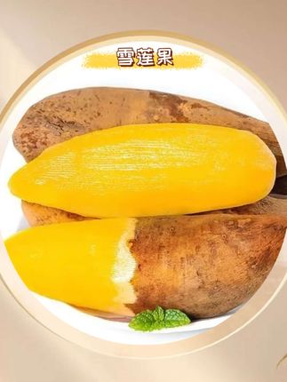 云南高山种植雪莲果,11.9发5斤#优质农产品 #应季水果 #脆甜多汁 #雪莲果 #高山雪莲果