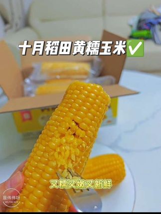 这个十月稻田黄糯玉米,真的太好吃了,软糯中带着香甜✌#糯玉米 #黄糯玉米 #十月稻田