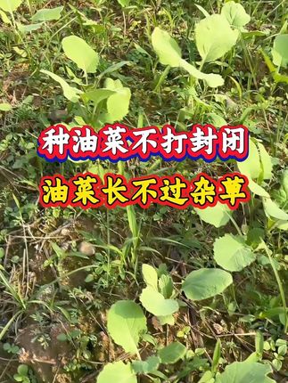 种油菜不打封闭,您家油菜长不过杂草,苗后除草成本更高 #封闭除草 #油菜种植管理 #油菜种植 #除草剂 #分享农业知识帮农民增产增收