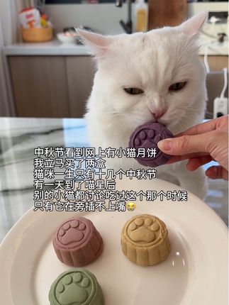 不要让小猫留有遗憾! #养猫新手 #宠物零食 #毛孩子也是孩子