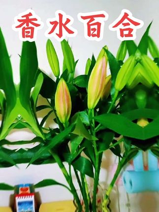 #爱生活爱养花 #香水百合#净化空气#百合花