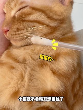 自带洁耳精油的清洁棉棒,猫猫超享受,油耳朵脏耳朵一周一次就干干净净了#猫咪的迷惑行为 #清洁棉棒 #耳螨处理 #耳部清洁