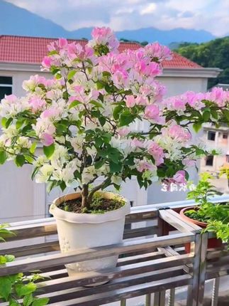 三角梅要想多开花就用三角梅专用肥,开花一茬接一茬#三角梅 #养花 #养花小知识 #花肥#种植小技巧 #涨知识