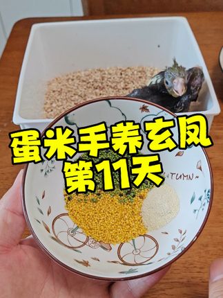 记录蛋小米手养玄凤鹦鹉,第十一天#手养玄凤鹦鹉#手养玄凤#企鹅珍珠鸟小雪人#小雪人珍珠鸟#珍珠鸟