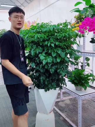 #幸福树 幸福树盆栽室内观叶植物特价,好看实惠#好物推荐🔥 #超便宜超划算 #幸福树绿植 #观叶植物 @DOU+上热门 @DOU+小助手