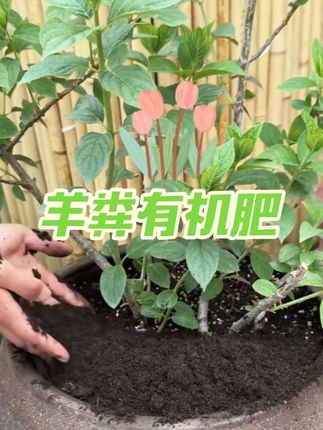 秋肥是金,立秋过后还没埋#羊粪有机肥 的一定要抓紧,可以做底肥也可以做追肥#种植小技巧 #有机肥 #爱生活爱养花 #养花小知识