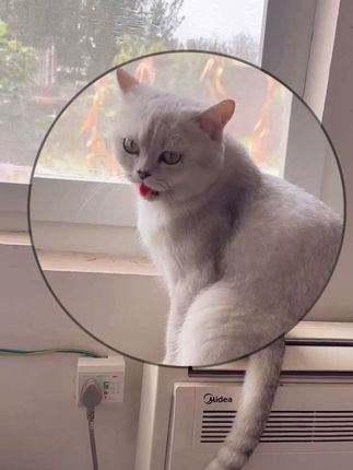 #猫咪的迷惑行为#库存 跑累了给它热的吐舌头,也太可爱了吧