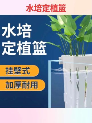 #好物分享 鱼缸水培壁挂式种植水草杯植物固定支架造景装饰配件红薯苗绿萝#鱼缸种植篮 #鱼缸用品 #鱼缸好物 #植物固定支架