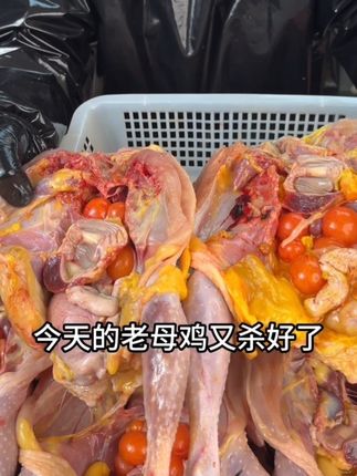 今天又给阿哥阿姐准备了现杀的土鸡,想吃想带的可以放心拍一单尝试一下!#阿鹏家土鸡 #土鸡 #黄油老母鸡#炖汤#老母鸡汤