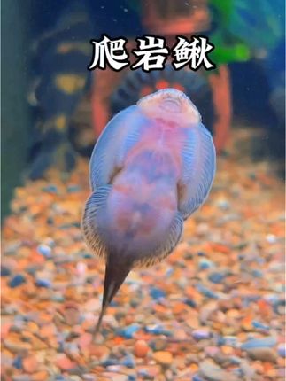 别小看这鱼!它不是普通观赏鱼,而是鱼缸里的“清洁小能手”麦式琵琶吸鳅鱼。能主动清理垃圾、褐藻和绿藻,让鱼缸保持干净,太适合养鱼新手了~#鱼缸#新手养鱼#清道夫