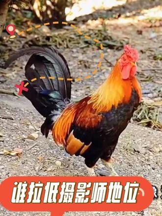 是谁拉低了摄影师的地位? 摄影≠拍照!拍照是写字,照相是抄写,摄影才是书法。