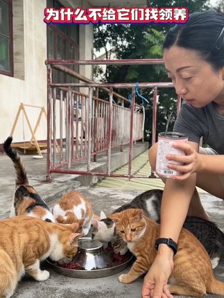 为什么不给它们找领养?#捡猫 #喂猫 #毛孩子的日常 #铲屎官日记 #领养代替购买