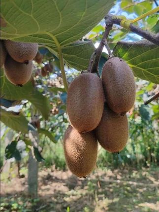 #猕猴桃种植 #果农的生活 #自家果园 #国庆心动打卡地 #中秋国庆动起来