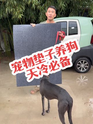 #猎兔犬 #猎犬爱好者 #宠物犬 #牧羊犬
