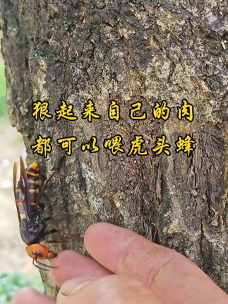 我敢逗虎头蜂 不要跟我吹牛,我敢做的事,你敢做吗?#神奇动物在抖音 #昆虫世界 #马蜂 #金环虎头蜂#户外拍摄