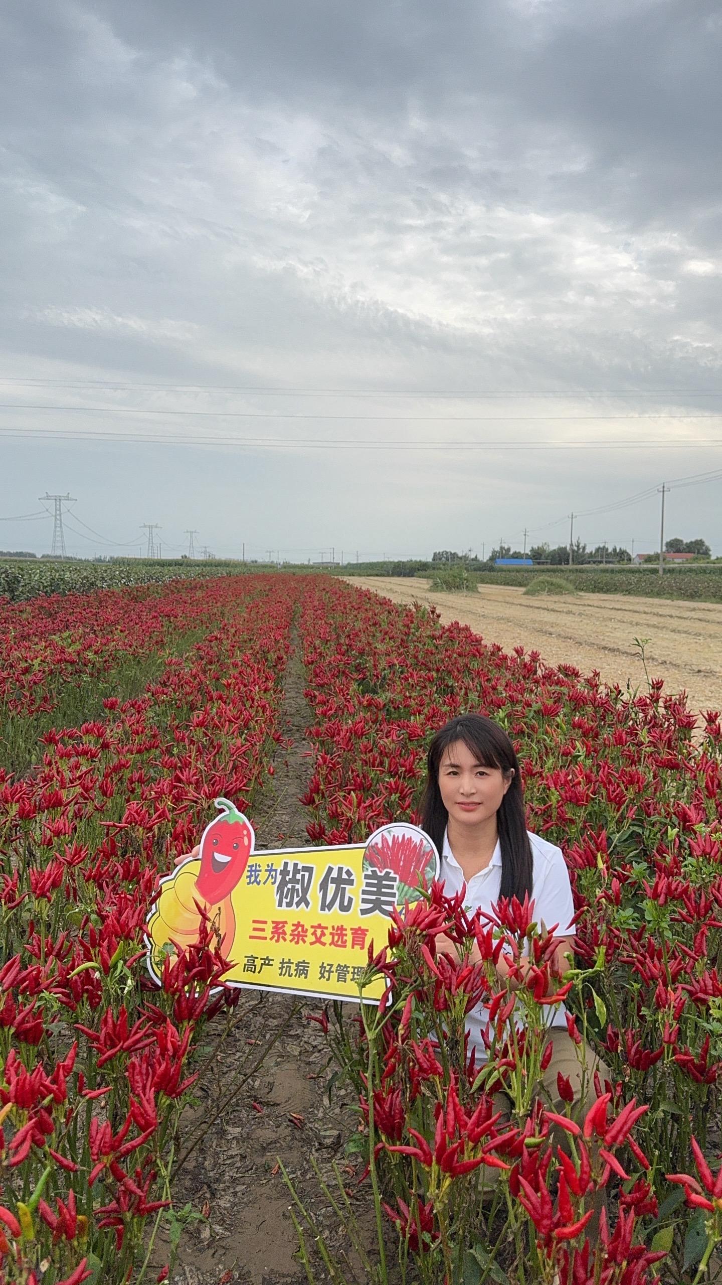 #椒优美#辣椒种植#高产管理