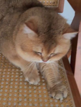 气鼓鼓不早拿出来#吃货猫