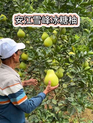 安江雪峰冰糖柚、开园了 湖南人特爱吃的小土柚、麻麻柚、口感微苦回甘、果肉#脆甜多汁 、秋天一定要多吃#新鲜采摘 #安江冰糖柚
