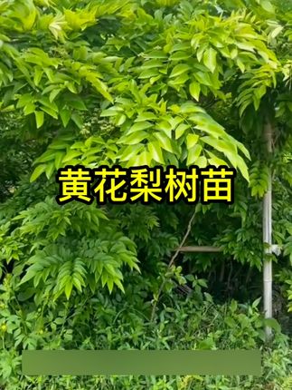 正宗海南黄花梨树苗正宗黄花梨小苗庭院名贵苗木降香黄檀珍贵植物#黄花梨树苗