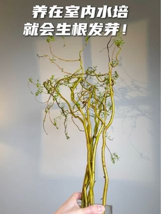 水培就会生根发芽的金丝楠藤 #养花小知识 #养花儿技巧 #金丝楠藤