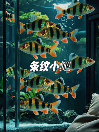 条纹小鲃 他说卖小鲃养我,从此我变成了卖鱼人,而他确却成养鱼人#条纹小鲃 #条纹小鲃鱼 #条纹小鲃斗鱼伴侣 #条纹小鲃混养 #小鲃鱼